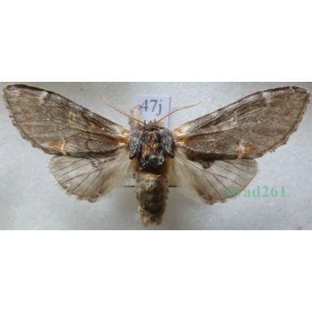 Notodonta dromedarius (Linnaeus, 1767) male Garbatka dromaderka Czech47j